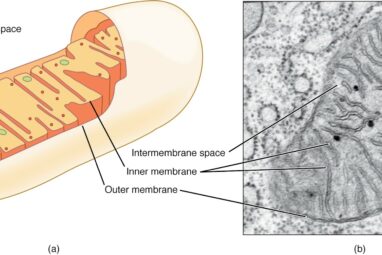 Mitochondria keep your brain cells alive − helping them run ...