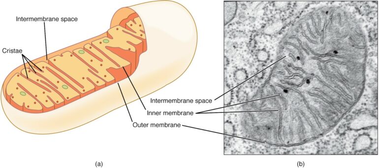 Mitochondria keep your brain cells alive − helping them run ...