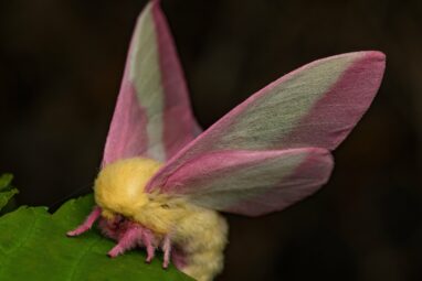 Moths may use disco gene to regulate day/night cycles