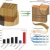 New genetically engineered wood can store carbon and reduce emissions