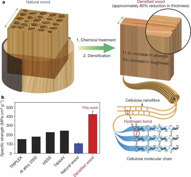 New genetically engineered wood can store carbon and reduce emissions