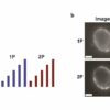 New insights into neural circuit imaging: A comparison of one ...