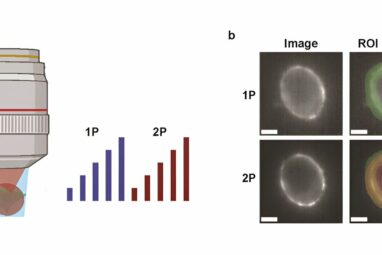 New insights into neural circuit imaging: A comparison of one ...