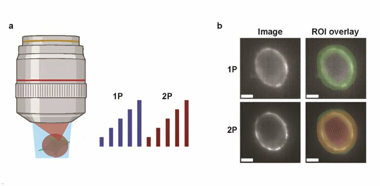 New insights into neural circuit imaging: A comparison of one ...