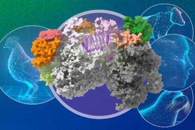 New insights on how bird flu crosses the species barrier