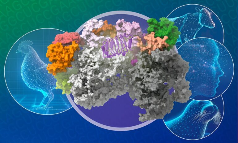 New insights on how bird flu crosses the species barrier