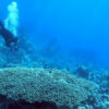 New perspectives for using corals in climate research