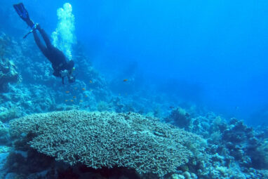 New perspectives for using corals in climate research