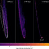 New simulations shed light on stellar destruction by supermassive ...