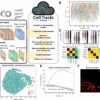 New tool simplifies cell tracking data analysis