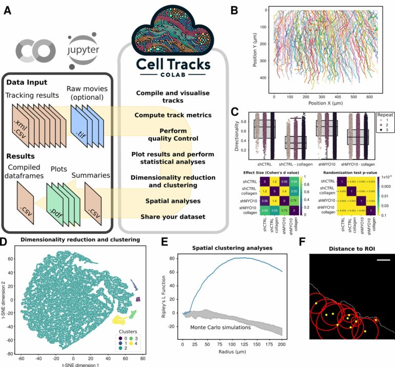 New tool simplifies cell tracking data analysis