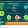 Newly discovered mechanism for propagation of flaviviruses reveals ...