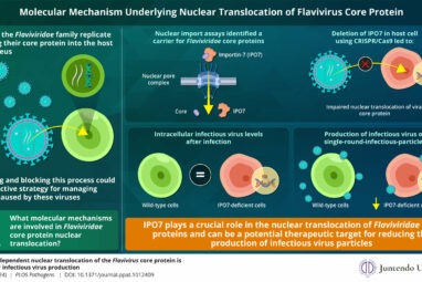 Newly discovered mechanism for propagation of flaviviruses reveals ...