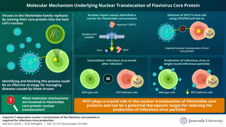 Newly discovered mechanism for propagation of flaviviruses reveals ...