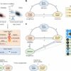 Pathways linking body and brain health and impacts to mental ...