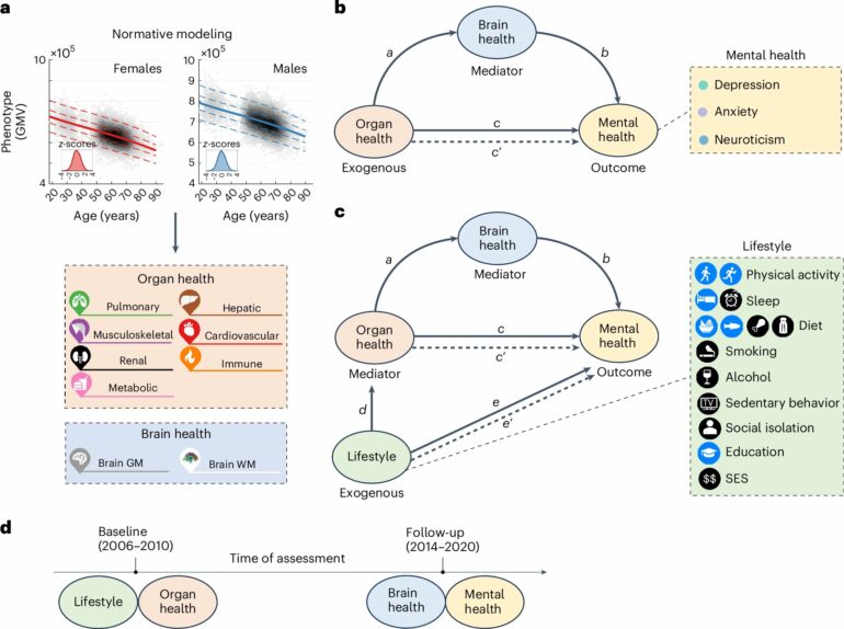 Pathways linking body and brain health and impacts to mental ...