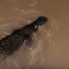 Pioneering research discovers PFOS chemical pollution in platypuses