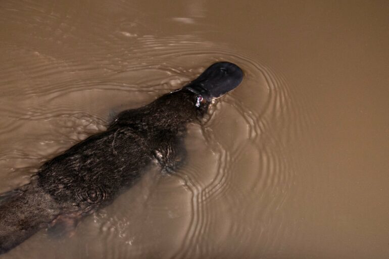 Pioneering research discovers PFOS chemical pollution in platypuses