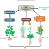 IJMS | Free Full-Text | Molecular Mechanisms of CBL-CIPK Signaling ...