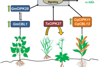 IJMS | Free Full-Text | Molecular Mechanisms of CBL-CIPK Signaling ...