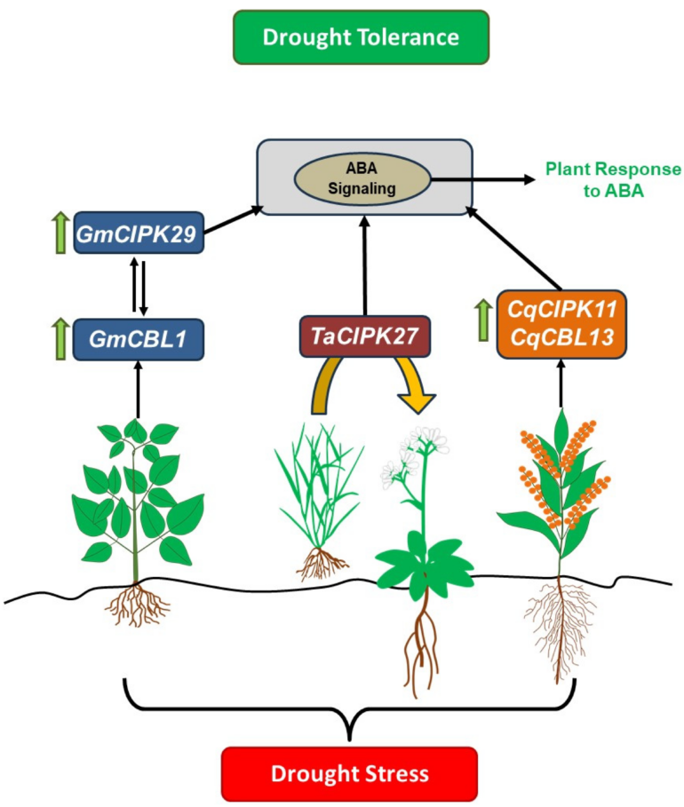 IJMS | Free Full-Text | Molecular Mechanisms of CBL-CIPK Signaling ...