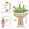 A sense of touch: ASICs are the receptor for a proton synaptic ...