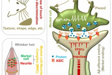 A sense of touch: ASICs are the receptor for a proton synaptic ...