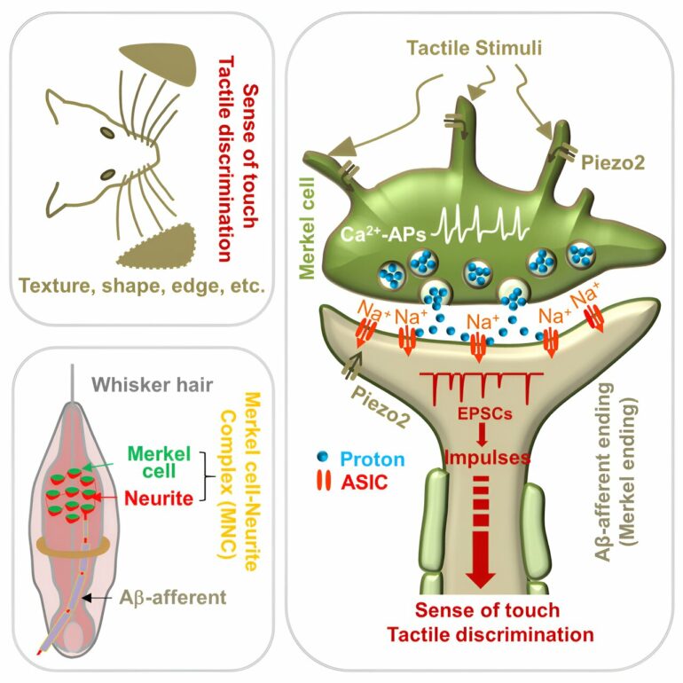 A sense of touch: ASICs are the receptor for a proton synaptic ...