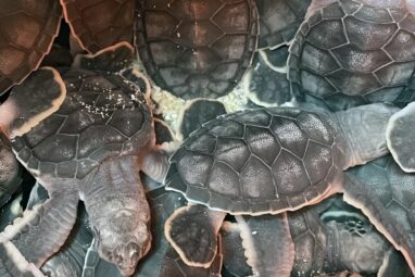 Rainfall may be a better predictor of sea turtle hatchling size ...