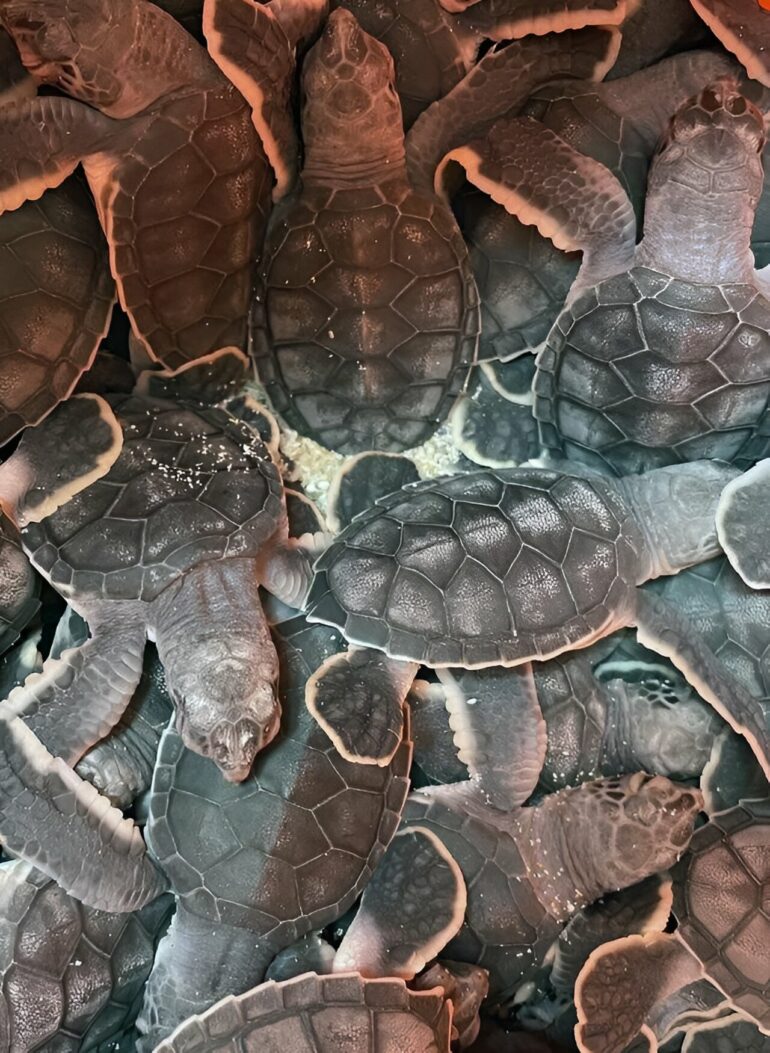 Rainfall may be a better predictor of sea turtle hatchling size ...