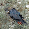 Research shows that glossy black-cockatoos prefer to feed from ...