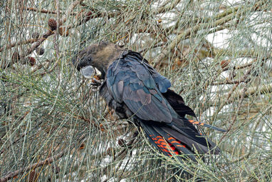 Research shows that glossy black-cockatoos prefer to feed from ...