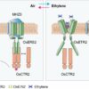 Research unravels dual role of membrane protein in rice ethylene ...