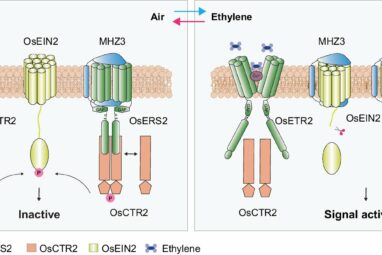 Research unravels dual role of membrane protein in rice ethylene ...