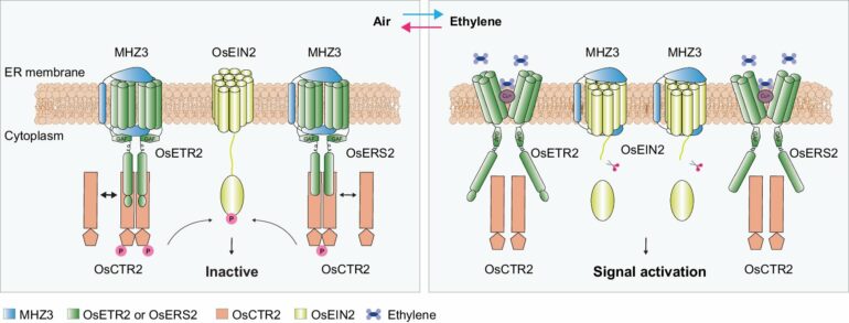 Research unravels dual role of membrane protein in rice ethylene ...