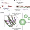 Researchers demonstrate mechanism that may have stabilized the ...