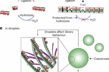 Researchers demonstrate mechanism that may have stabilized the ...