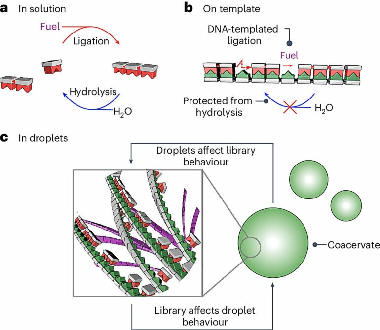 Researchers demonstrate mechanism that may have stabilized the ...