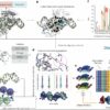 Researchers develop AI model that predicts the accuracy of protein ...