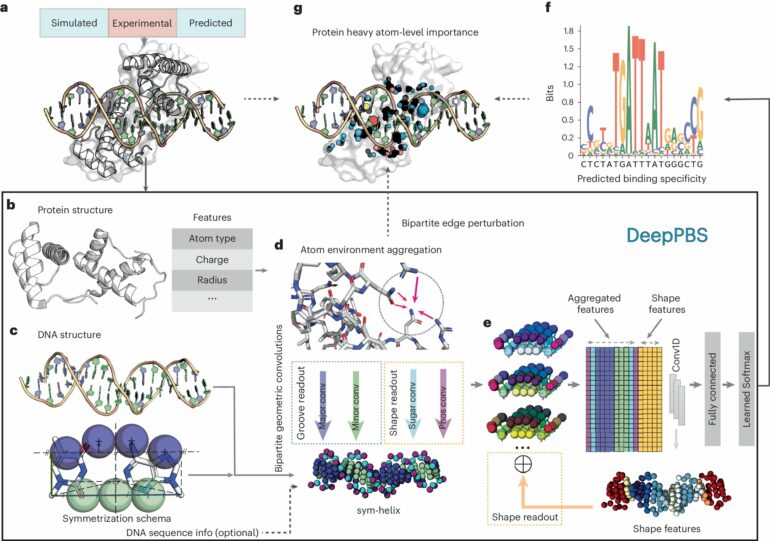 Researchers develop AI model that predicts the accuracy of protein ...