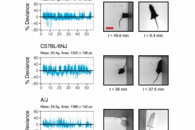 Researchers develop stress-free method to weigh mice using ...