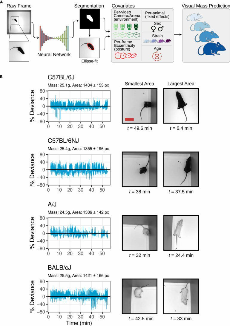 Researchers develop stress-free method to weigh mice using ...