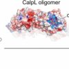 Researchers discover gene scissors that switch off with a built-in ...