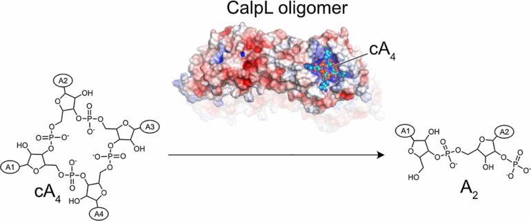 Researchers discover gene scissors that switch off with a built-in ...