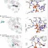 Researchers find β-d-manno-heptoses are immune agonists across ...