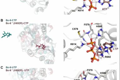 Researchers find β-d-manno-heptoses are immune agonists across ...