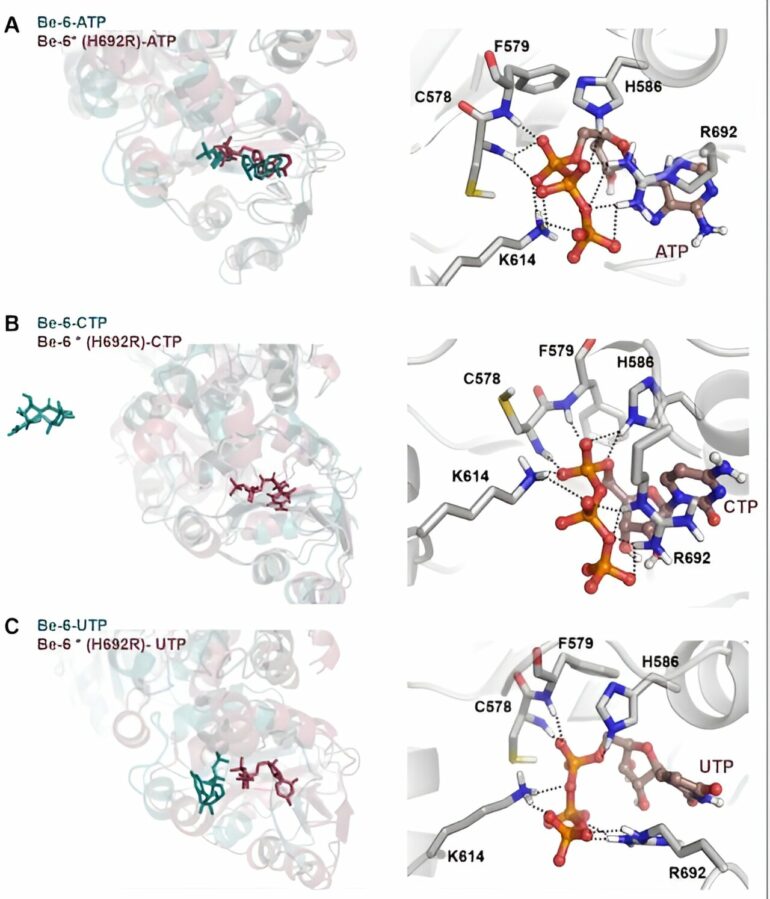 Researchers find β-d-manno-heptoses are immune agonists across ...