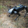 Researchers train a robot dog to combat invasive fire ants