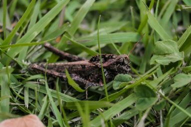 Researchers warn of allergy risks from insect-based foods