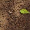 Rising mercury pollution in soil could be related to climate ...